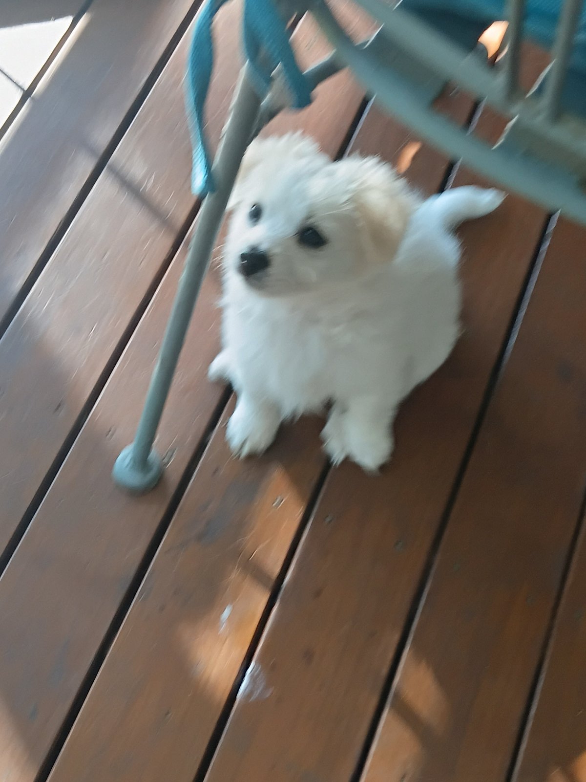 Gumtree Maltese X Pomeranian Puppies For Sale Shop Gumtree Maltese