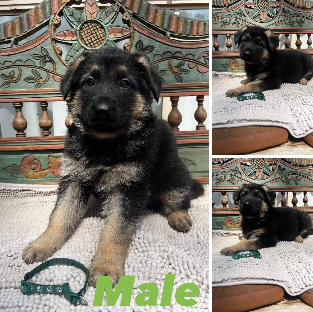 Shepherd Puppies Free Puppies Gumtree Purebred German Shepherd