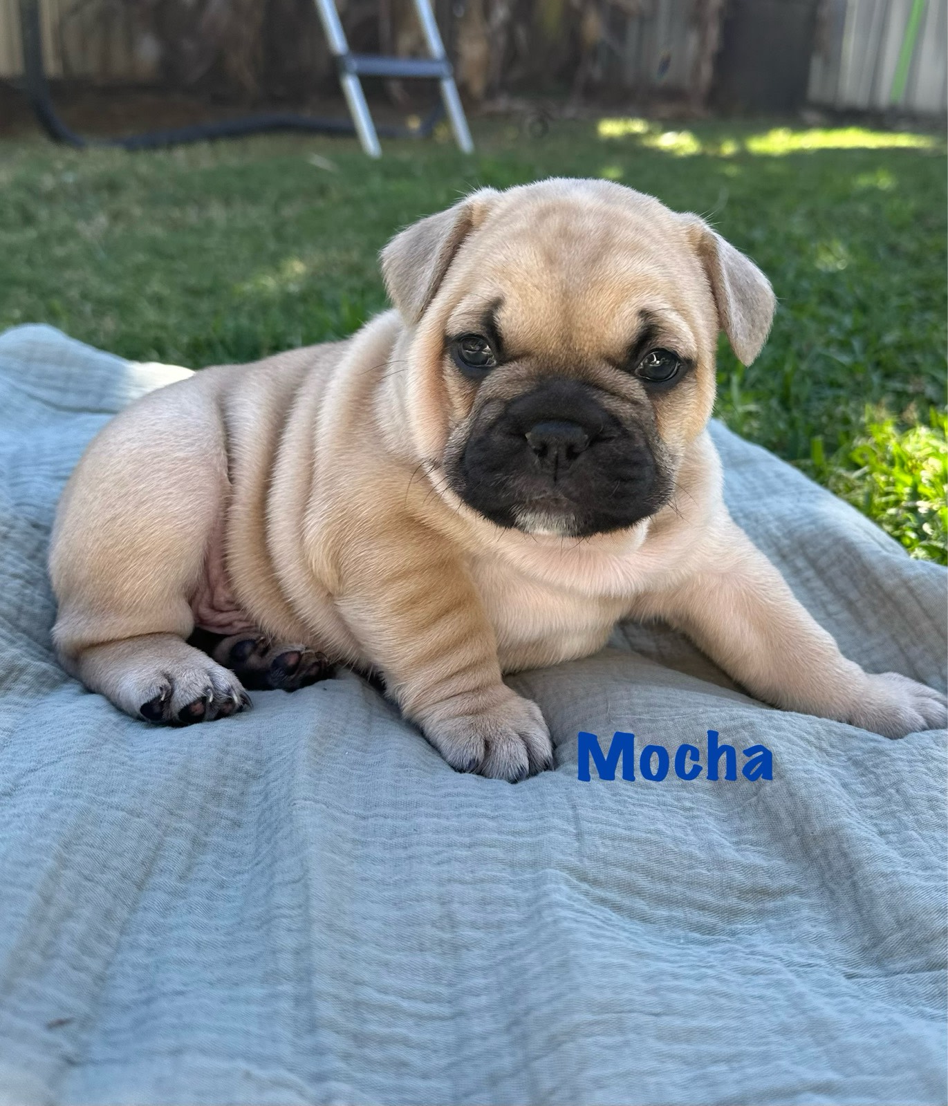 Ankc French Bulldog Puppy Gumtree Adorable French Bulldog Puppies