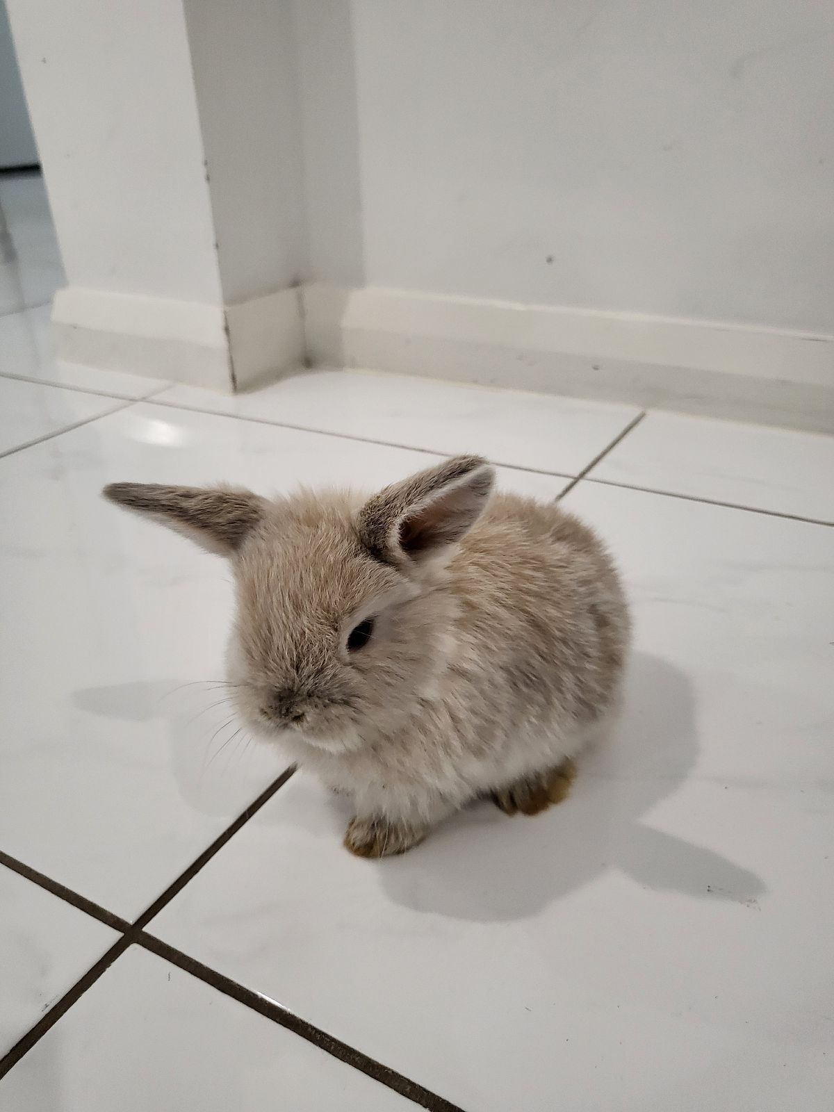 Newborn Rabbit 10 Week Old Rabbit Mini Lop Baby Boy Rabbit Rabbits