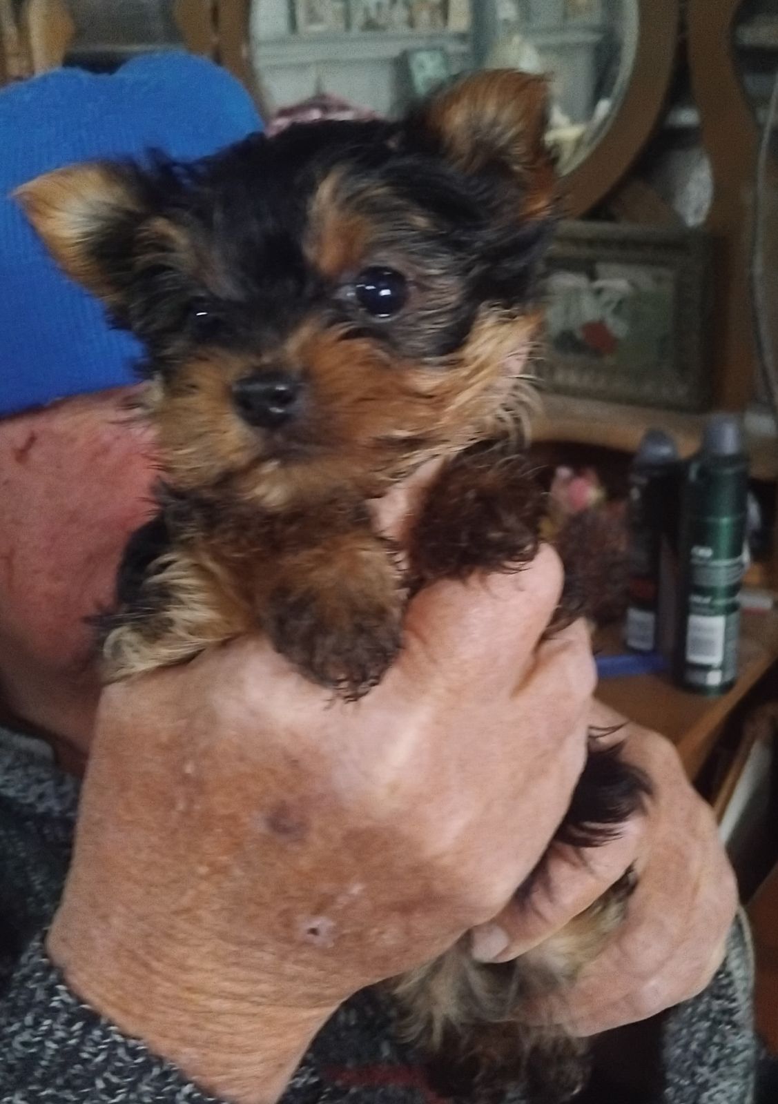 Dog Breeds Gumtree Yorkie Puppies Yorkshire Terrier Puppy Dogs