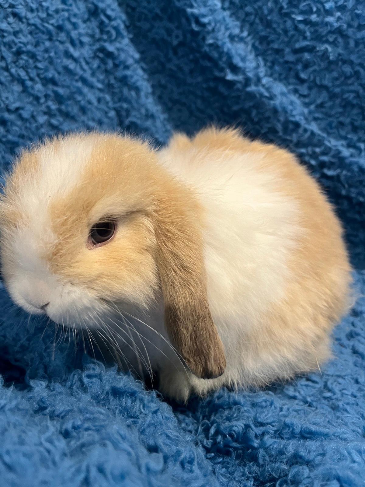 Netherland Dwarf Miniature Lop Eared Rabbit 1+ Thousand Mini Lop
