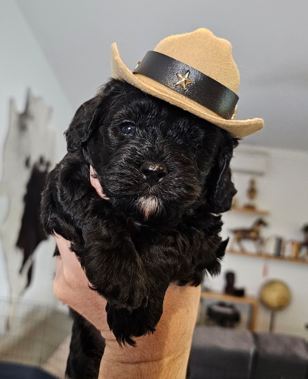 Cavoodle Puppies 1st Generation Dogs Puppies Gumtree