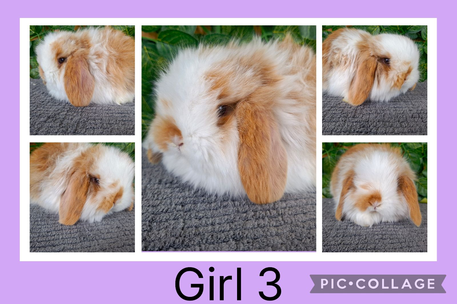 Baby Bunnies Buy Mini Lop Rabbit Mini Lop Chubby Baby Bunny Mini