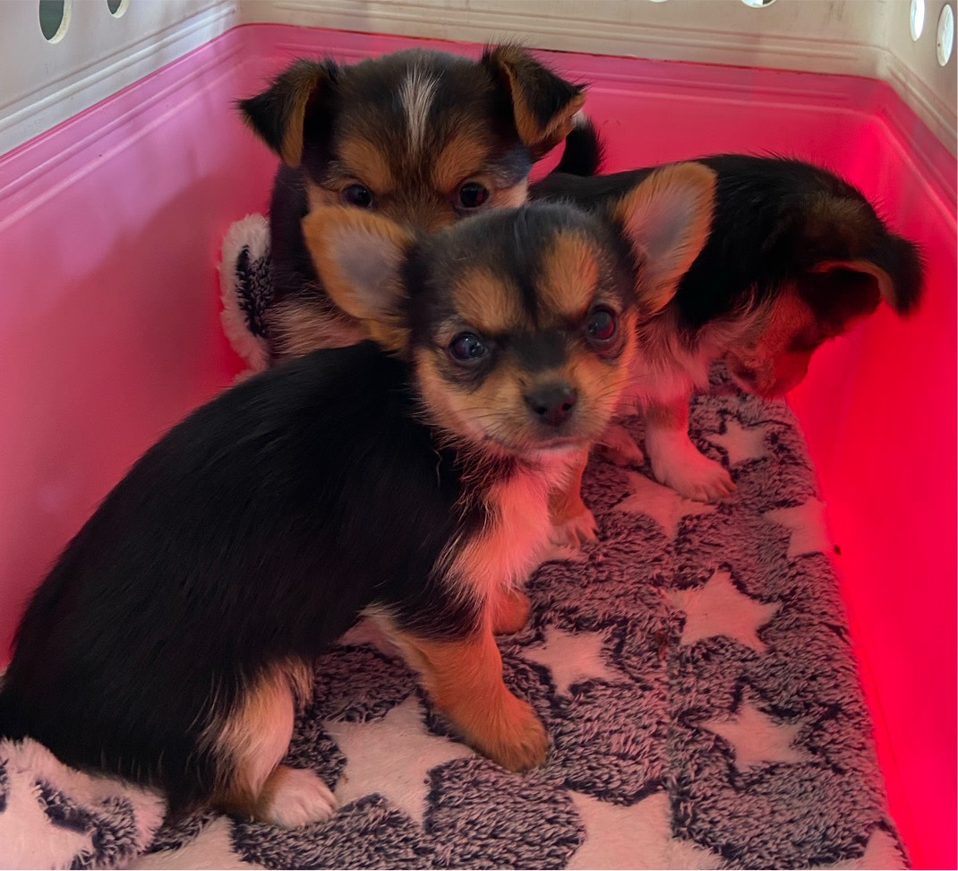 Chihuahua x yorkie tri colour Gumtree Australia Bega Valley Eden