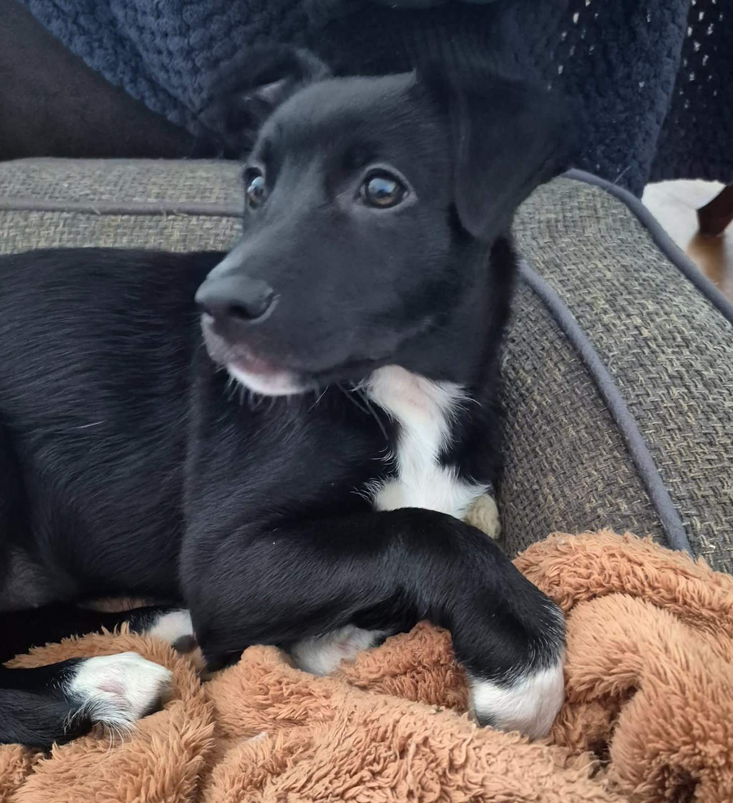 Borador Puppies Border Collie Cross Labrador Puppies Borador Dog Black  Labrador Collie Cross Week Borador Puppy Borador, image size:1460x1600