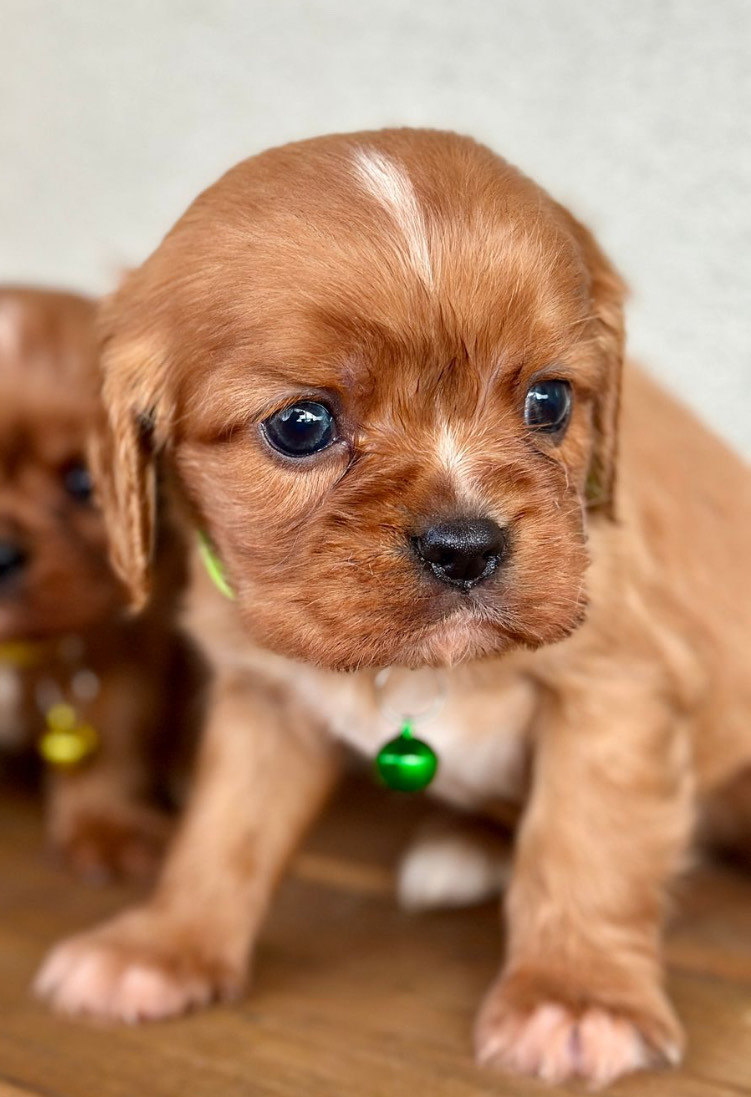 Purebred King Charles Cavalier Puppies 1336773735 Gumtree