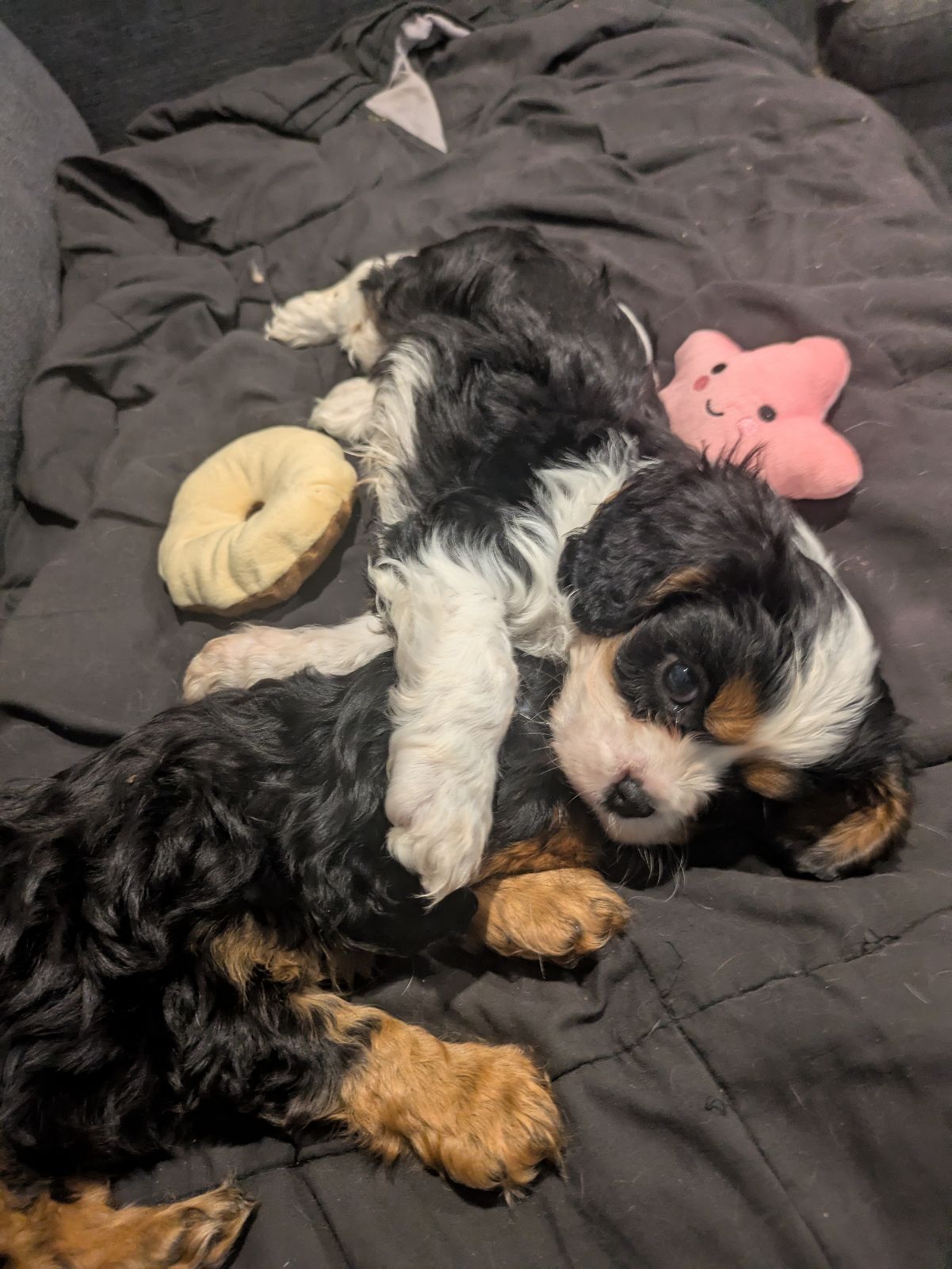 Spaniel Puppies Gumtree King Charles Spaniel Dog Cavalier Black