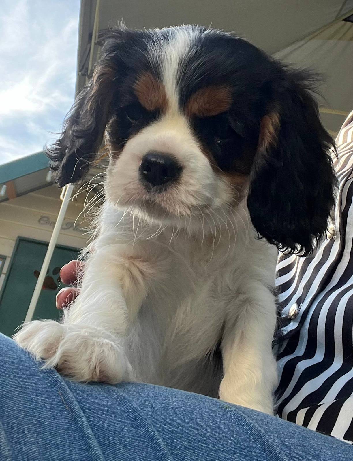 Gumtree Australia Gumtree King Charles Spaniel Cavalier King