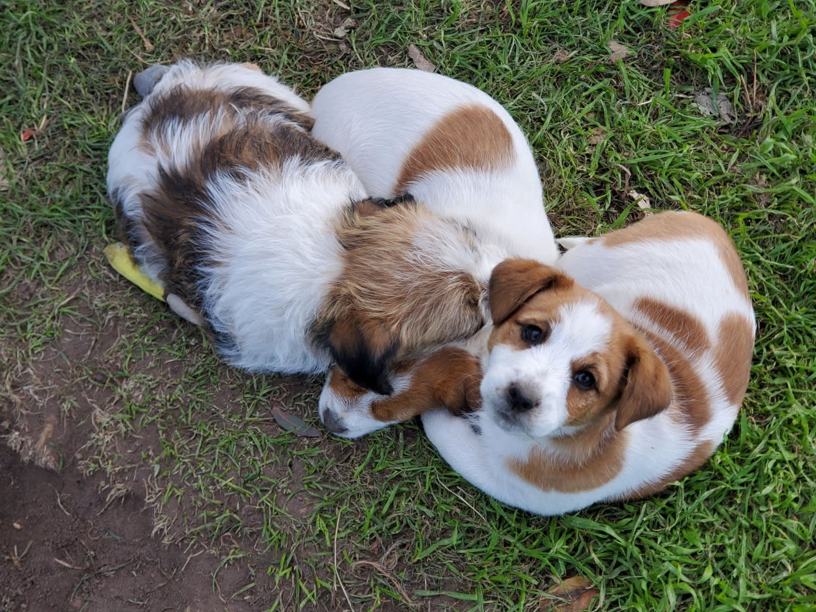 Pure bred Jack Russell puppies Gumtree Australia Queanbeyan Area