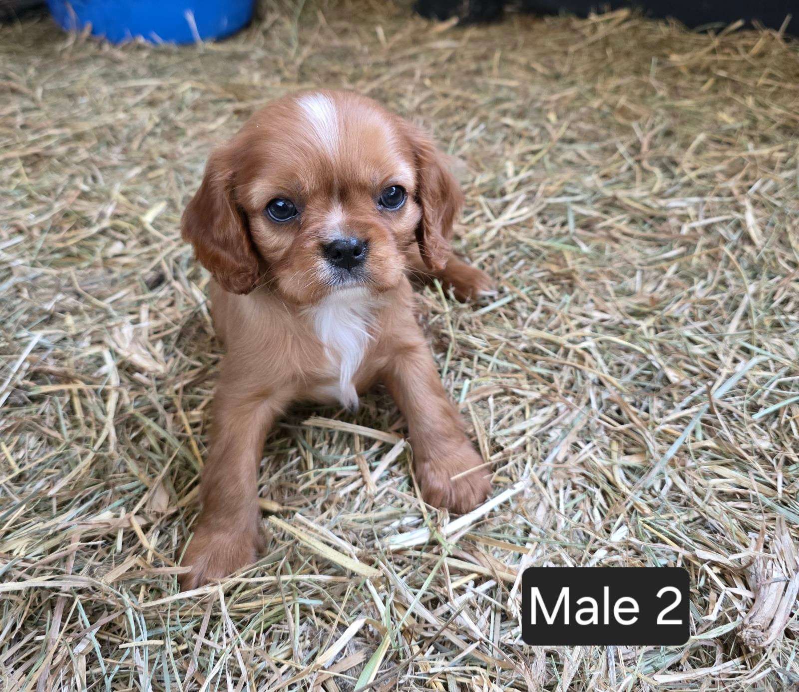 Cavalier King Charles Puppies- DNA Clear Goulburn Gumtree