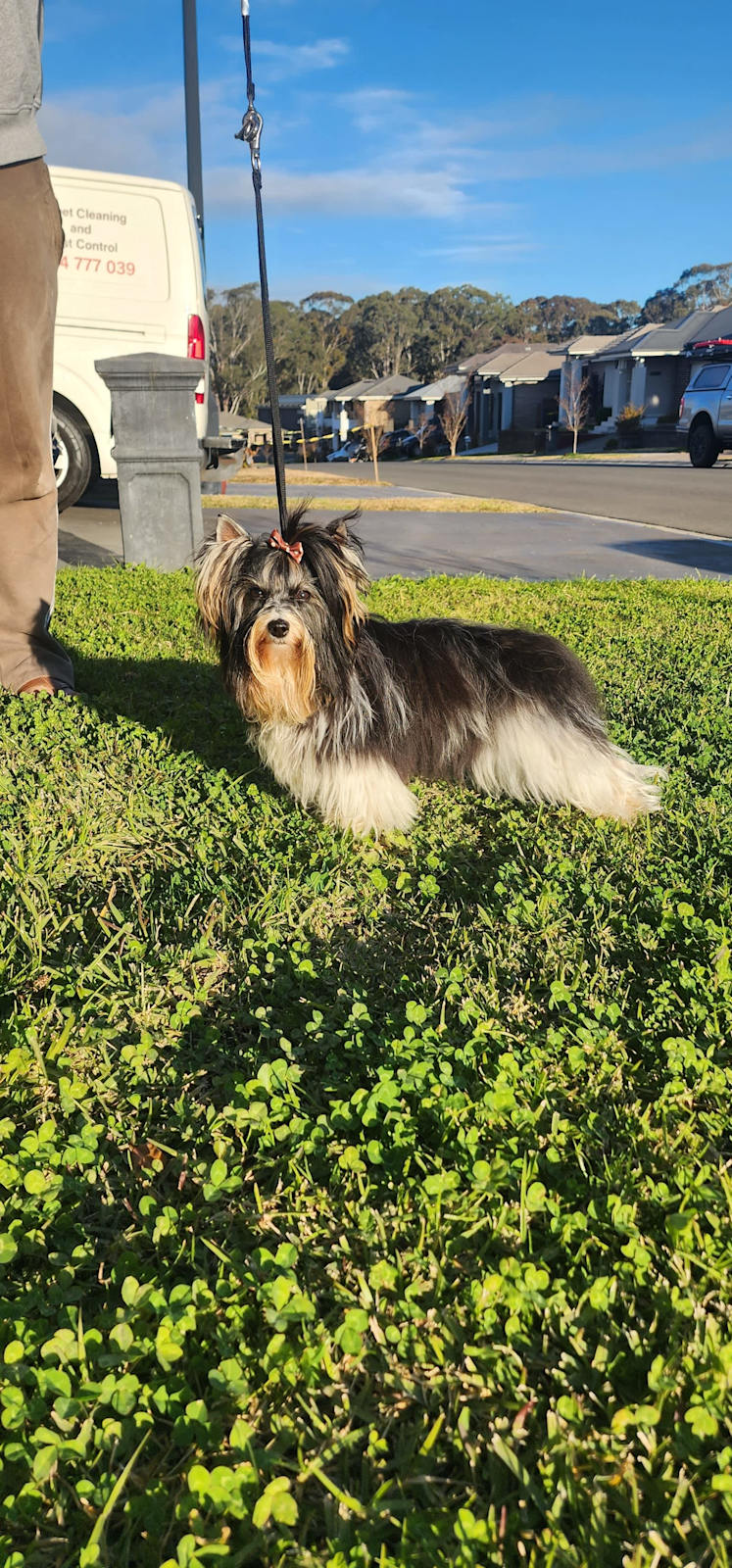 Puppies Biewer Terrier Breeders Near Me Biewer Terrier For Sale