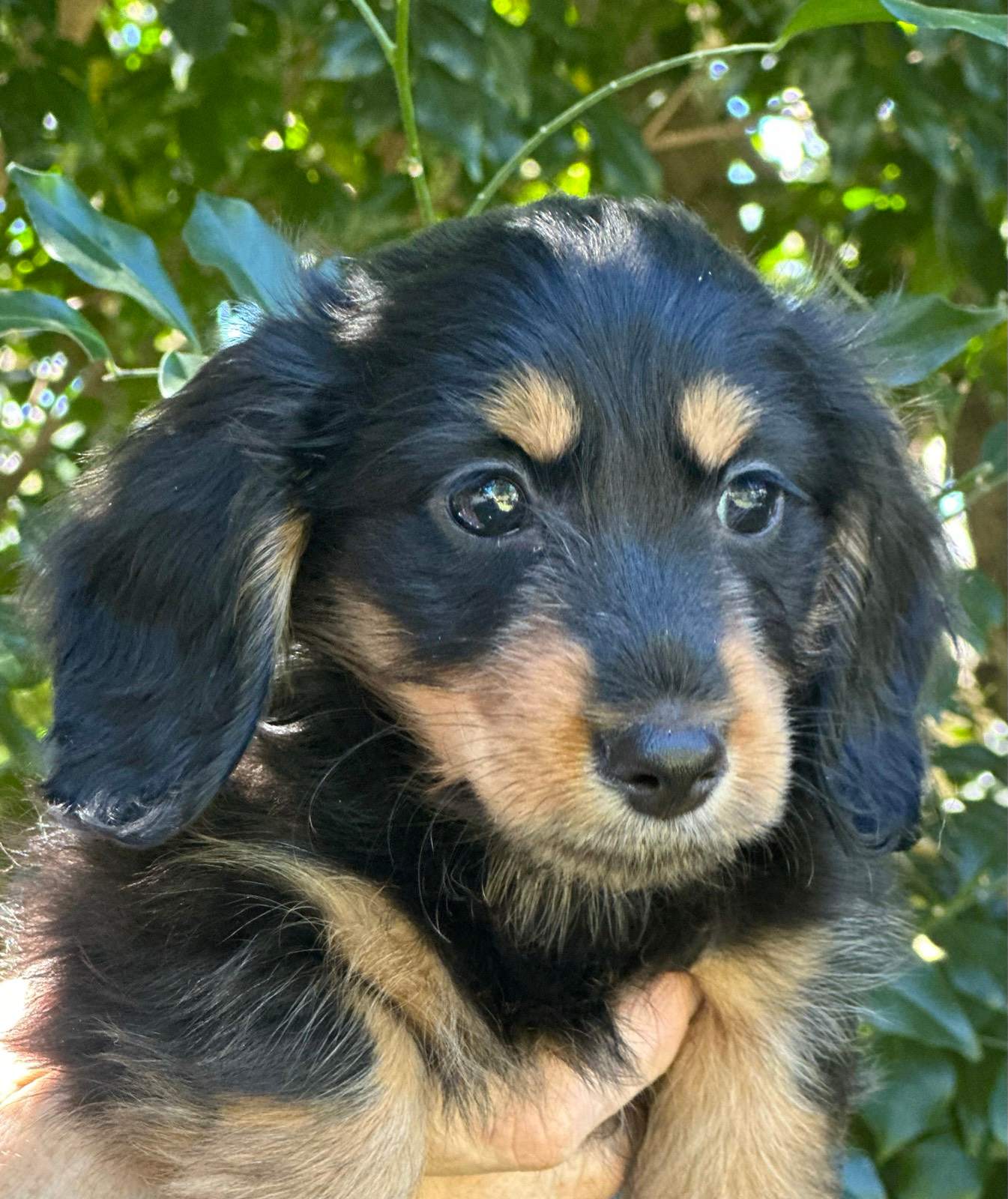 Wire Haired Teacup Long Haired Dachshund Miniature Wire Haired