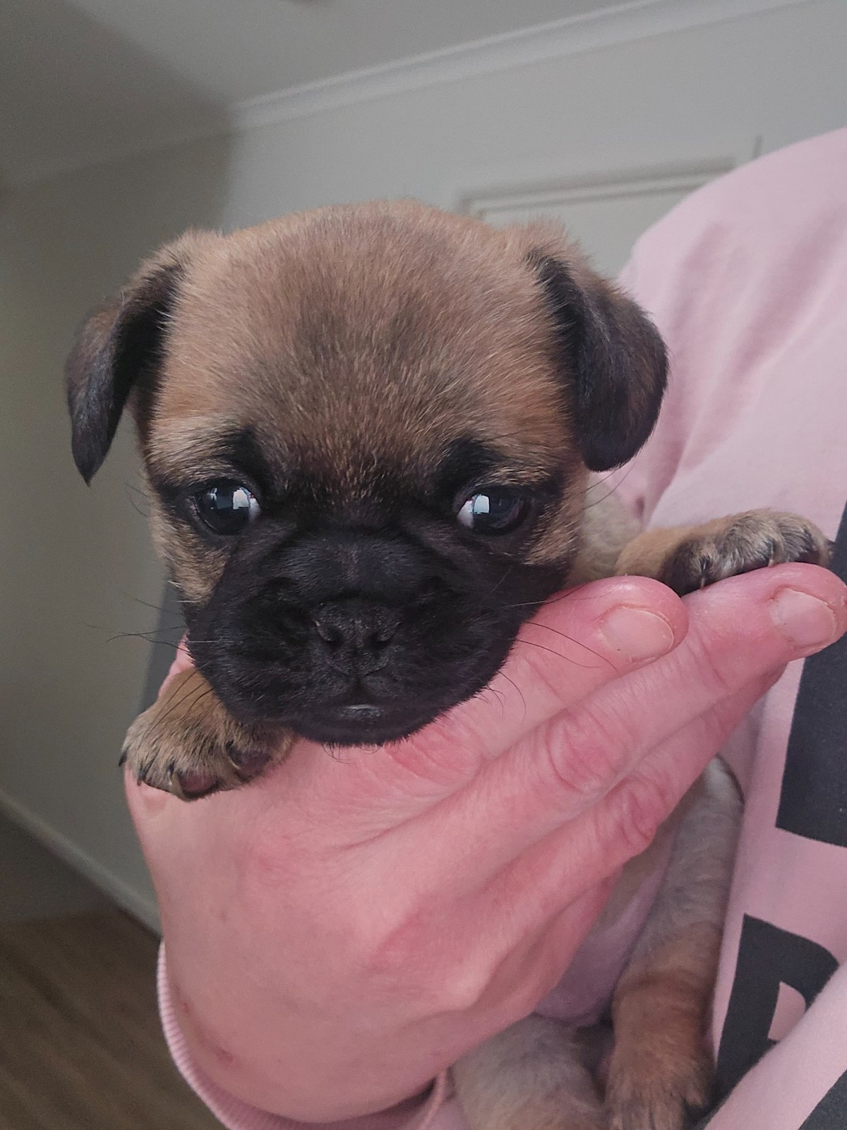 Frankston South Gumtree German Shepherd Puppies Pure Bred Pug - Main Image