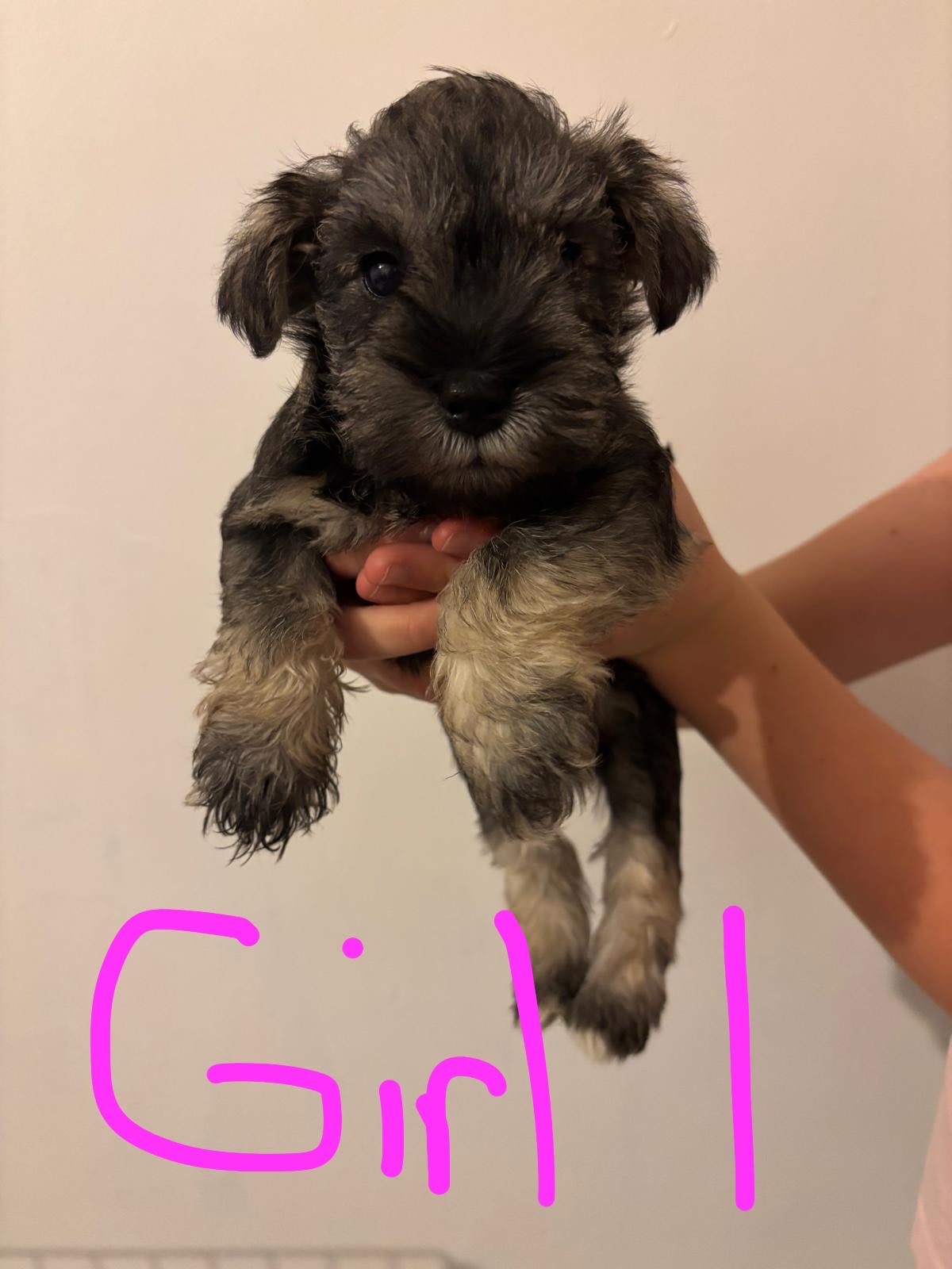 South Africa Looking For Miniature Schnauzers For Sale Animal