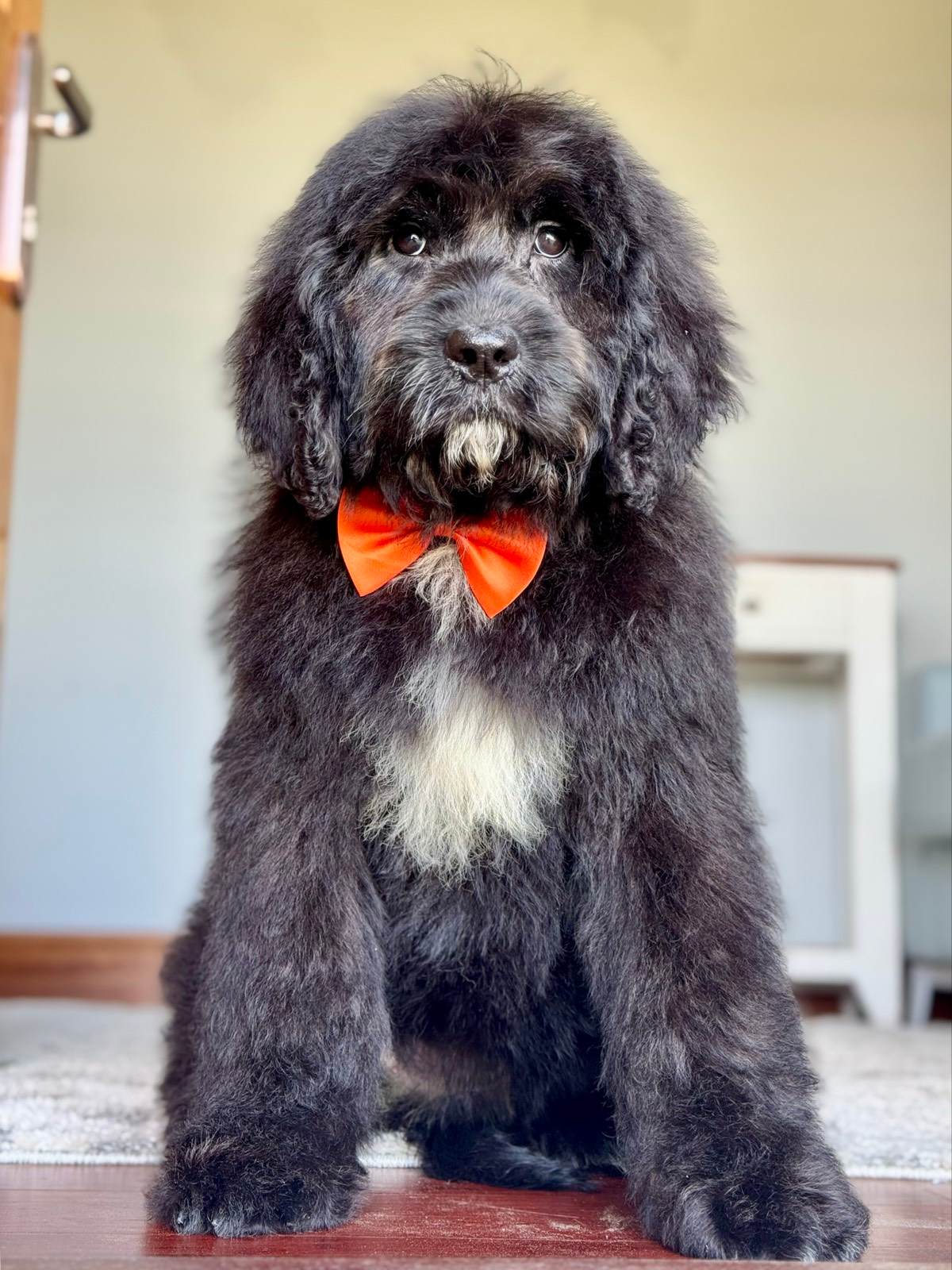 Infratrol Saint Bernard Price Puppy Patna St Bernard Puppies For