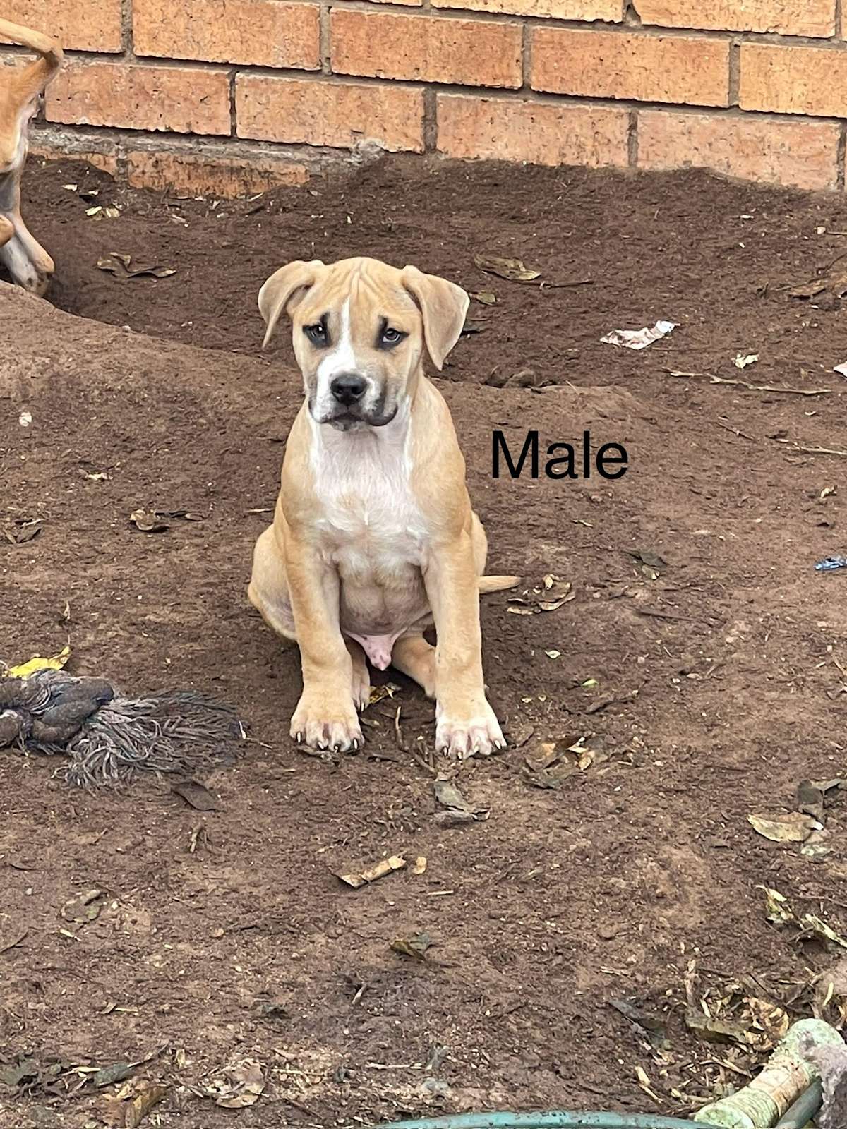 American Staffy Cross Staffy Puppies For Sale Staffordshire Bull - Main Image