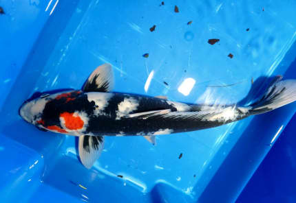 koi carp pond fish for sale