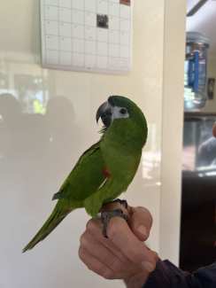 Male Hahns Macaw