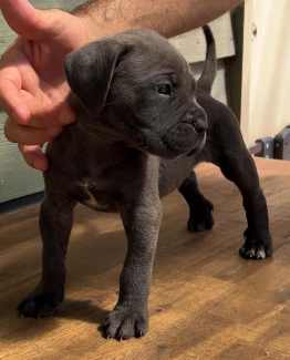 Cane hot sale corso gumtree