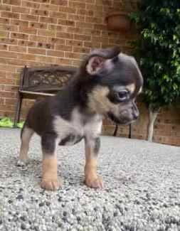 Chihuahua best sale stud gumtree