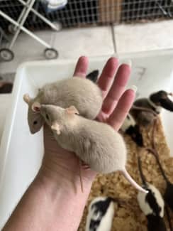 Gumtree clearance pet rats