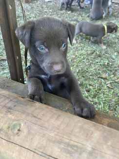 Red best sale kelpie puppy