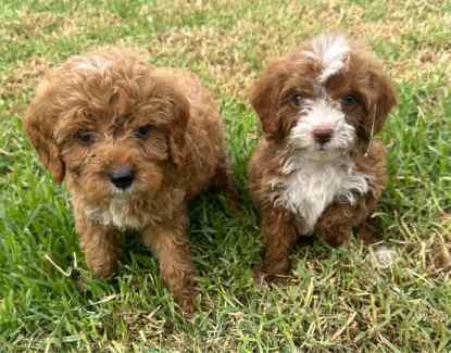 Dogzonline cavoodle hot sale