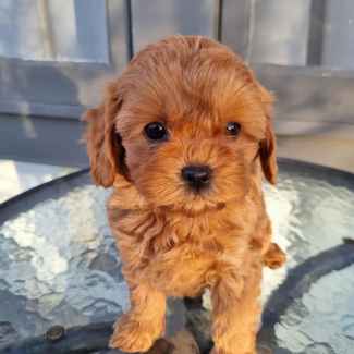 Gumtree toy cavoodle best sale