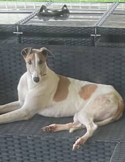 Gumtree greyhound best sale