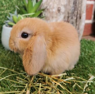 Gumtree mini hot sale lop rabbits