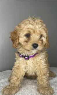 QUALITY TOY CAVOODLE puppies