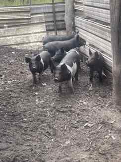 Pigs piglets