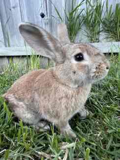 3x adult rabbits, mini lop x Netherland dwarf