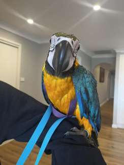 Very Friendly Blue and Gold Macaws
