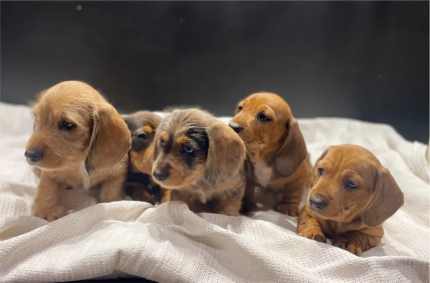 Miniature Dachshund Wire and Smooth coat puppies