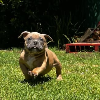 exotic American pocket bullies, Dogs & Puppies, Gumtree Australia  Playford Area - Smithfield