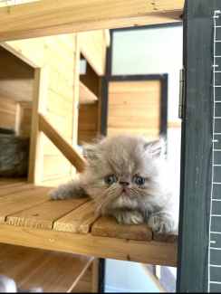 Beautiful Persian Exotic kitten available Melbourne Victoria 