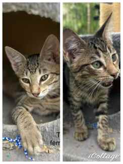 Tabitha and Tigerlily - Perth Animal Rescue inc vet work cat/kitten