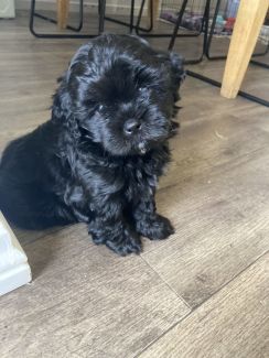 small breed puppies for sale in my area