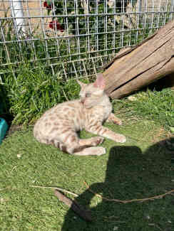 Snow rosetted male bengal kitten ready now 4 new home 