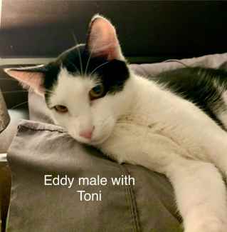 Eddy - Perth Animal Rescue Inc vet work cat/kitten