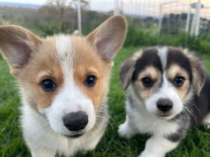 long haired corgi puppy
