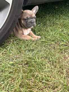 French bulldog best sale puppies gumtree