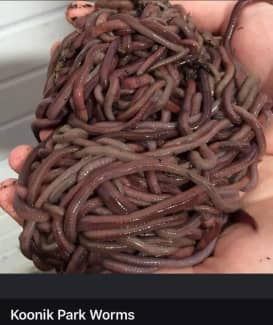 fishing worms in Adelaide Region, SA  Gumtree Australia Free Local  Classifieds