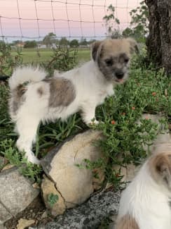 Jack russell cross maltese best sale shih tzu