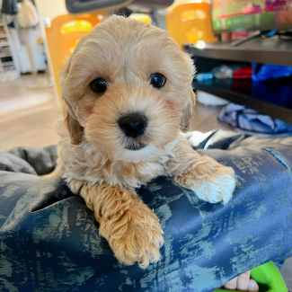 Moodle/Maltipoo LAST BOY Ready to go new home
