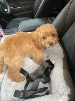 Toy Female Cavoodle
