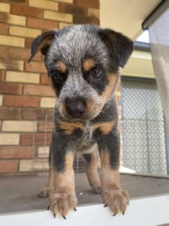 Cattle sales dog gumtree