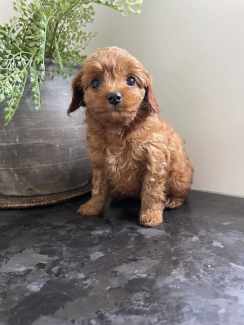 Trading sales post cavoodle